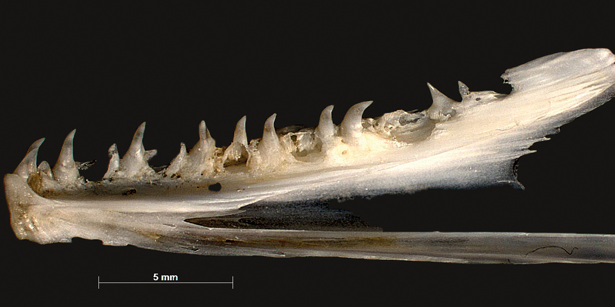 Dentary of Sea trout, with sharp, hooked teeth. Photo: Estefania Velilla