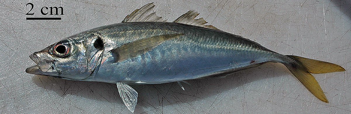 Horse mackerel 2 cm. Photo: Peter A. Henderson