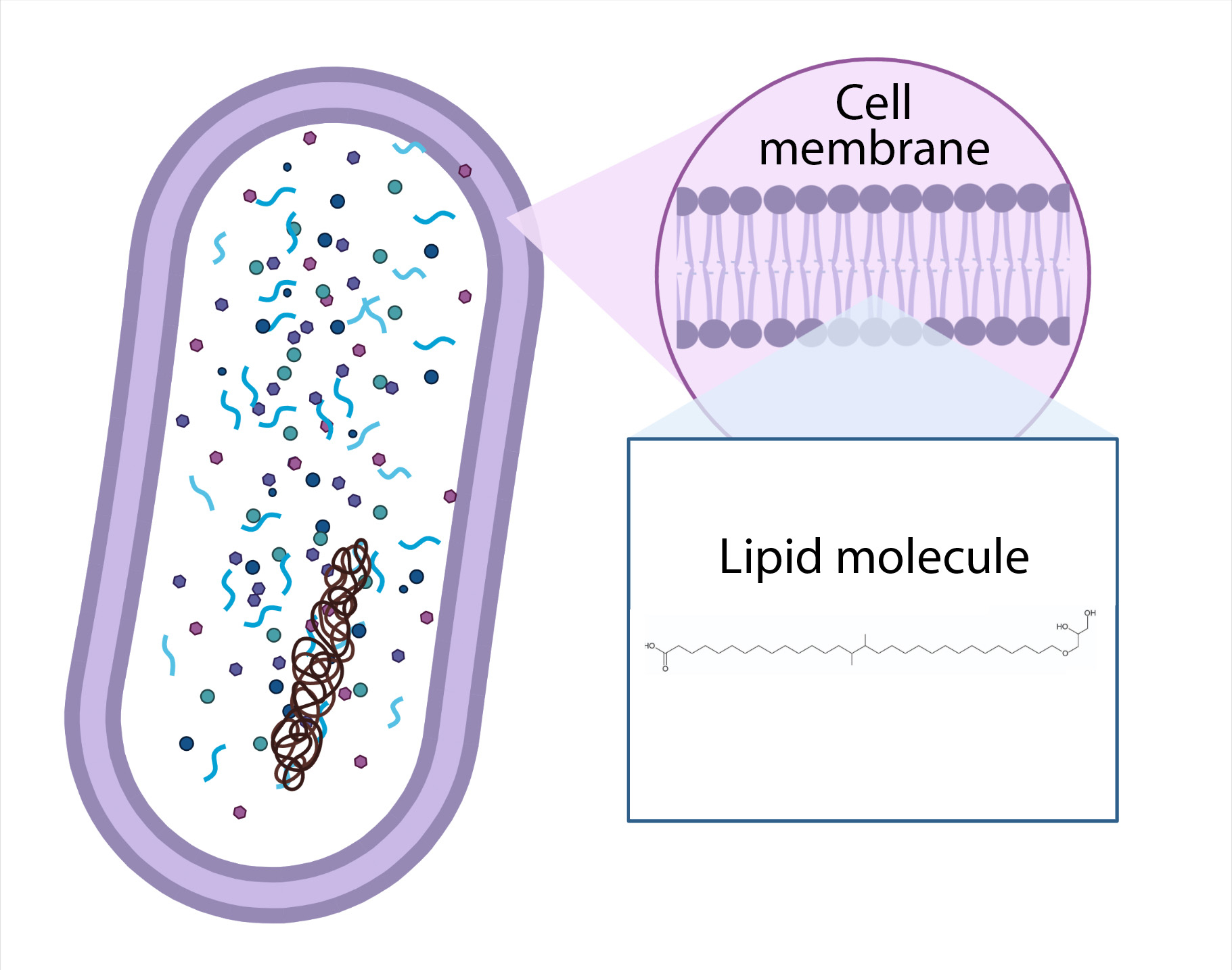 Lipids are the molecules which form the membrane, the skin, of microbes like bacteria. Image: Diana Sahoreno, NIOZ.
