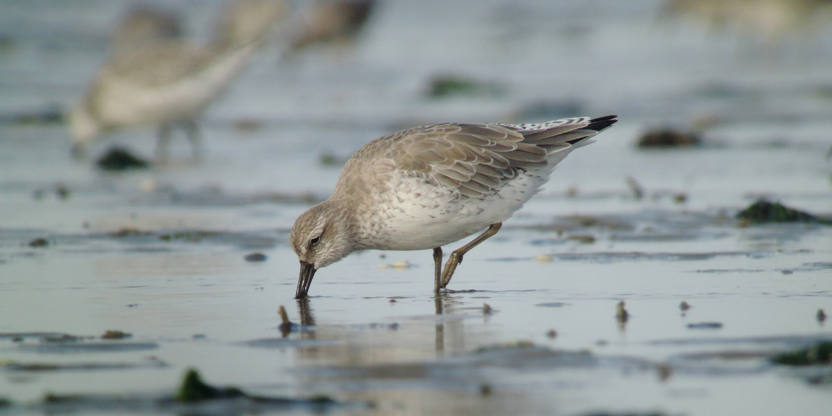 Adult knot searching for food on the mud flats of the Wadden Sea. Credits: Benjamin Gnep.