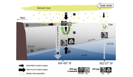 Figure 10 of the paper, showing the ocean's structure and the influence of Saharan dust deposition