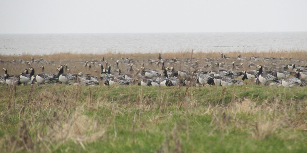 Geese grazing in a salt marsh. Together with hare, they can reduce marsh erosion by promoting vegetation with high root density. Image: Beatriz Marin-Diaz