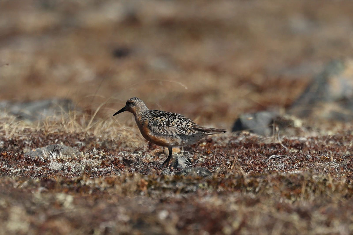 The first red knot! Photo: Job ten Horn 