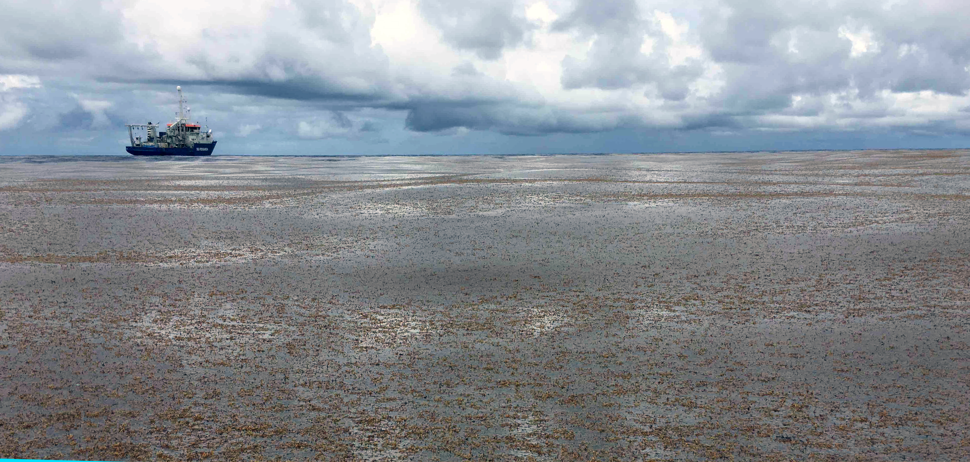 A view of RV Pelagia from inside the "Great Sargassum Belt". Concentrations of this brown macroalga are so high that they can be detected using satellite images from space. Photo: Erik Zettler