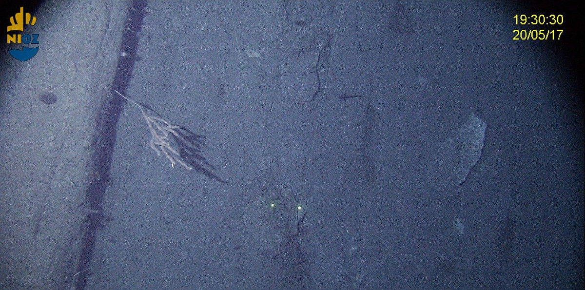 Camera view down a vertical rock face at 1300 m depth. A gorgonian coral is clinging to the wall.