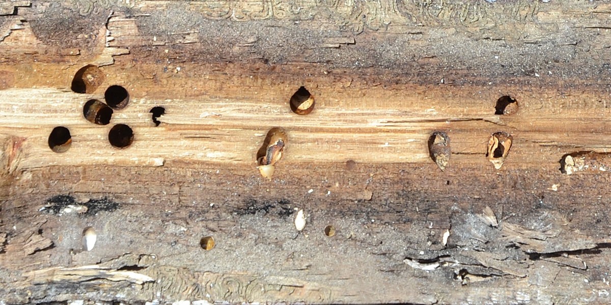 Holes in wooden stack(oak pole).