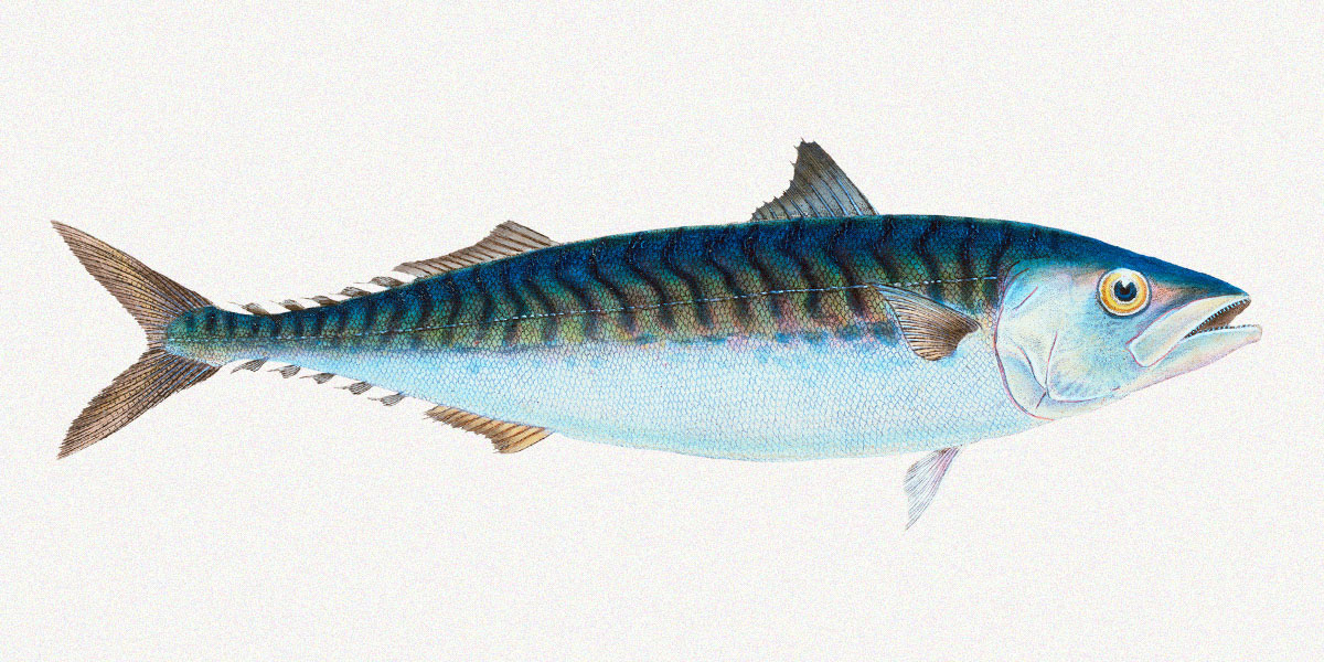  The mackerel is one of the speediest fish species. Illustration: Edward Donovan (1768-1837)