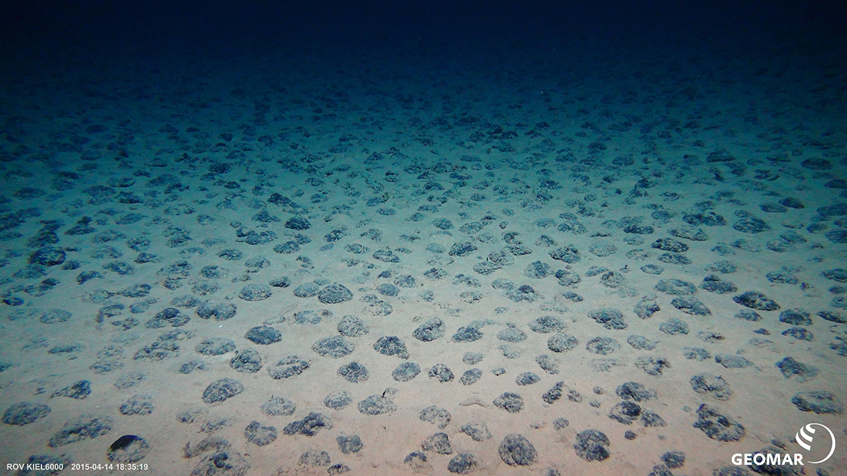 Mangaanknollen op de diepzeebodem van de Stille Oceaan. Foto: Kiel ROV 6000, GEOmar.