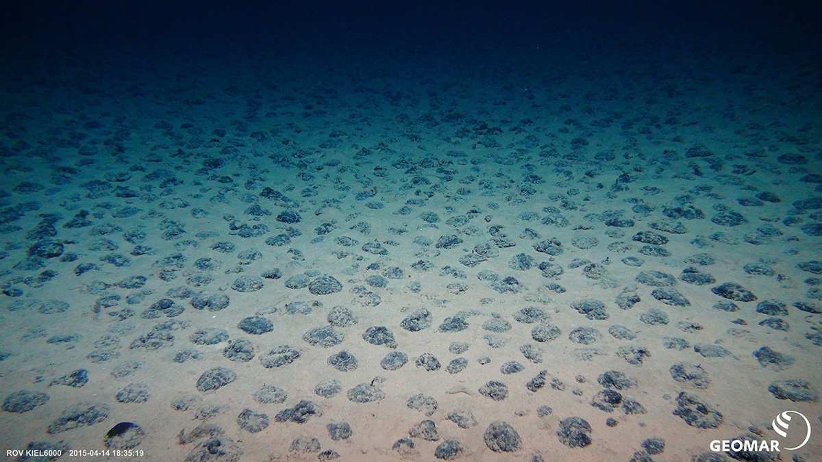 Mangaanknollen op de diepzeebodem van de Stille Oceaan. Foto: Kiel ROV 6000, GEOmar.