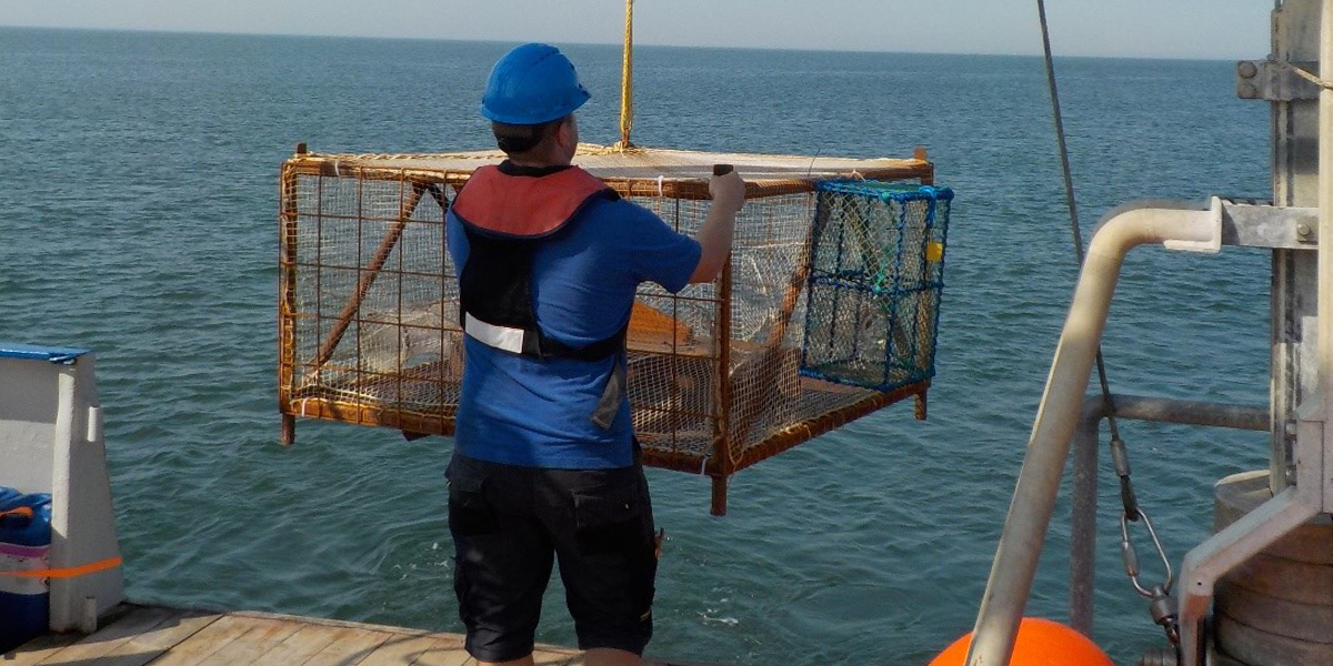 First deployment of the large cage on the oyster bed. We will recover it after 24 hours to investigate the food web.