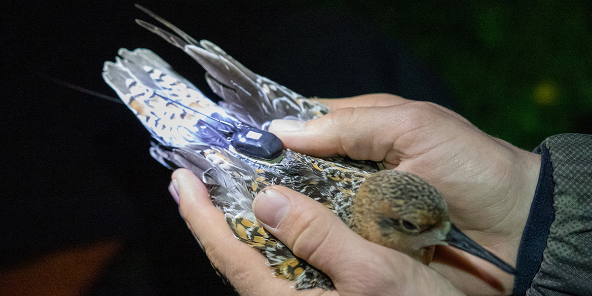The tiny transmitter on the red knot’s back, is just one example of how technology creates new opportunities to track migratory birds. Photo: Jort van Gils