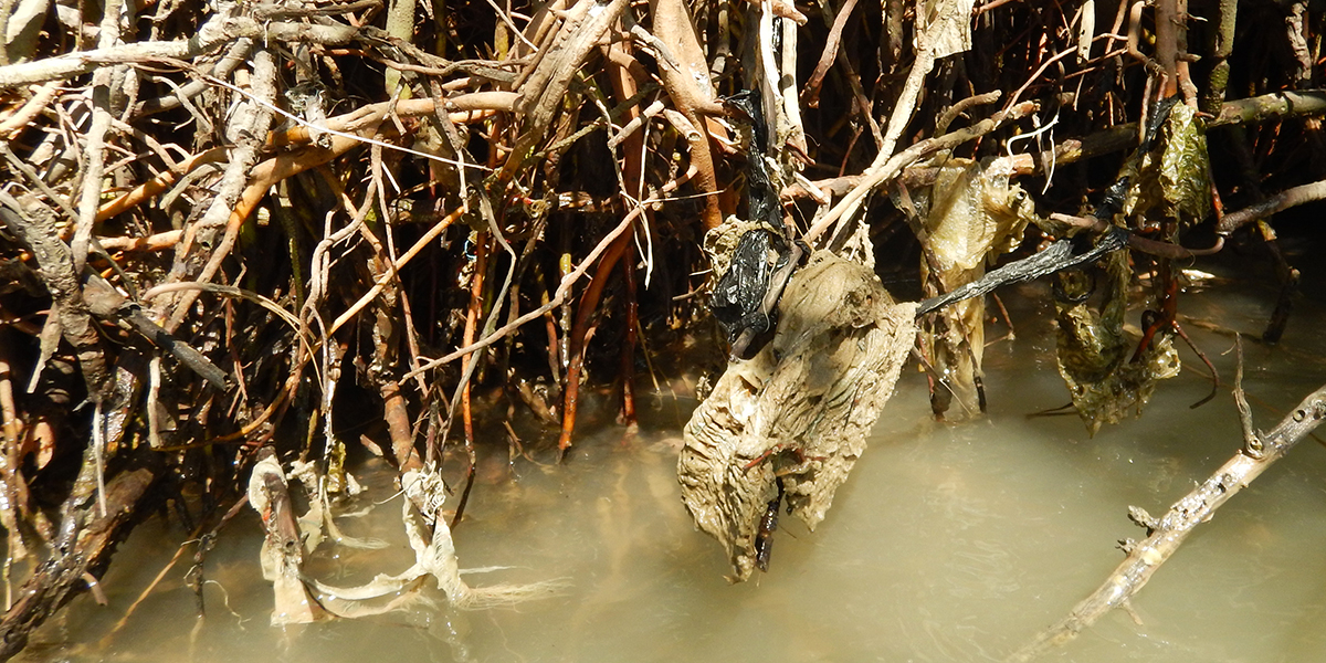 With their upward-growing roots, mangroves form a perfect plastic trap. Photo: Celine van Bijsterveldt