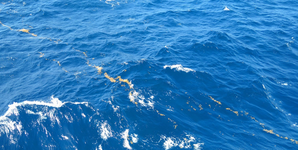 Strings of Sargassum floating at the surface and lined up by the wind Strings of Sargassum floating at the surface and lined up by the wind