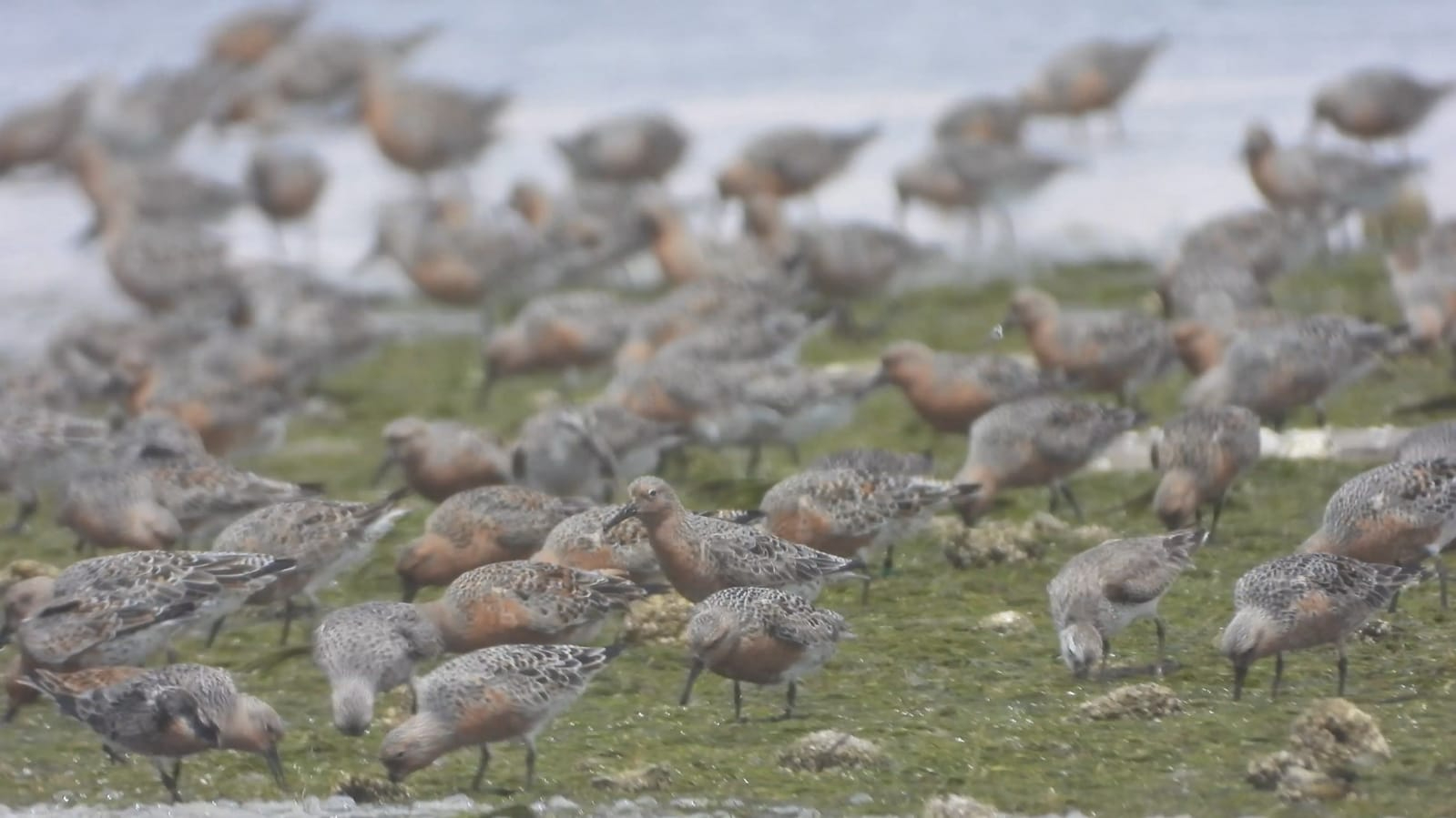 Knots before high tide at Abelgh Eiznaya, 3 transmitter birds were spotted in just this flock. Photo: Tim Oortwijn