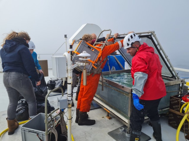 Set up of your first bioassay on the effect of iron and temperature and phytoplankton. The whole team is putting large 20 litre cubi containers into the NIOZ costum built incubators.