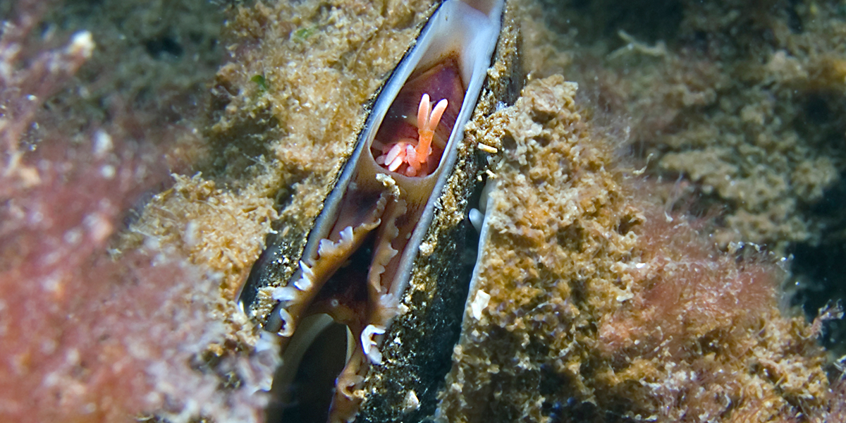 The Invasive parasitic <I>copepod Mytilicola</I> orientalis has been co-introduced with Pacific oysters and now also infects native blue mussels (<I>Mytilus edulis</I>). Photo: Marco Faase