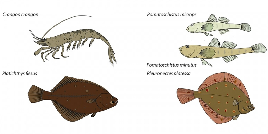 the impact of invasive species on the food web in the Wadden Sea,