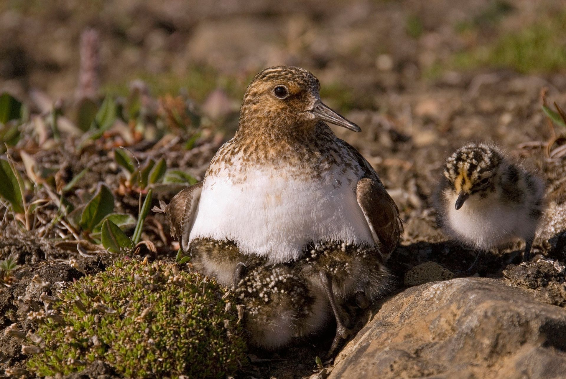 Drieteenstrandlopers op Groenland. Photo: Jeroen Reneerkens