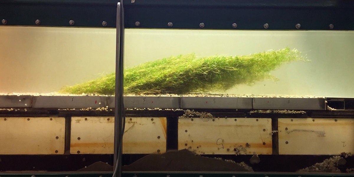 In lab op het NIOZ in Yerseke plaatste Cornacchia sterrenkroos in een 'flume' en testte hoe de waterplant voedingsstoffen uitwisselt met het sediment. 