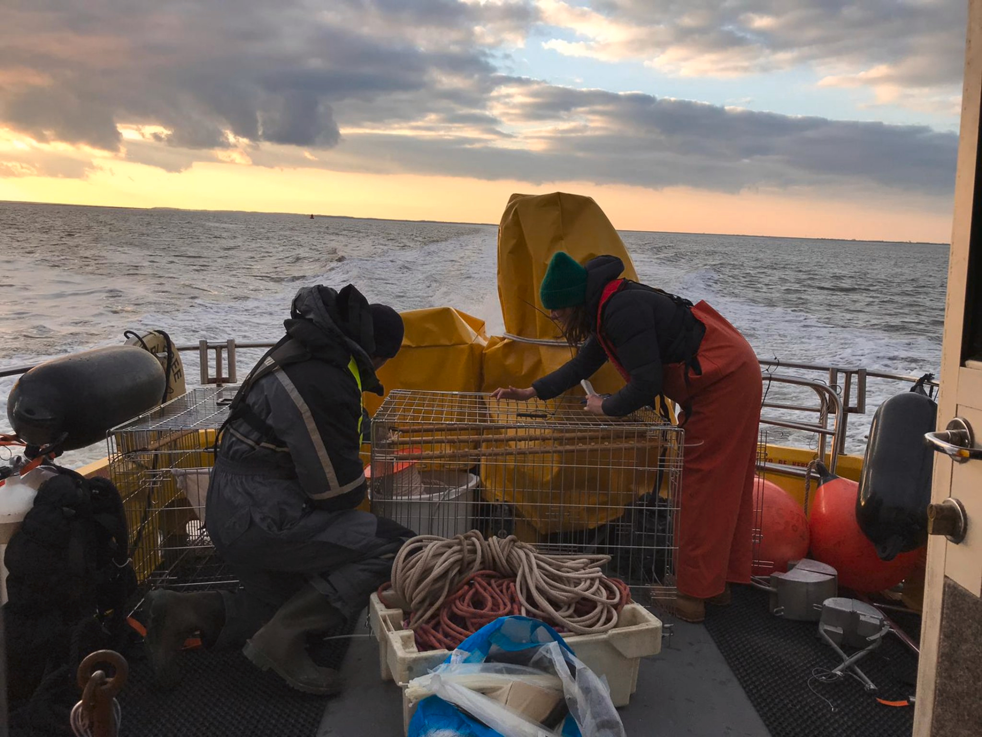 Het plaatsen van de oesterstokken op de Borkumse Stenen, foto: Emilie Reuchlin (WNF)