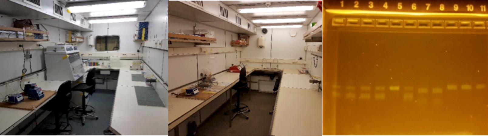 Through molecular analyses in two shipboard containers remodeled as molecular labs, we are able to use molecular tools  to confirm species identities of different Sargassum samples. Photos: Tom Theirlynck