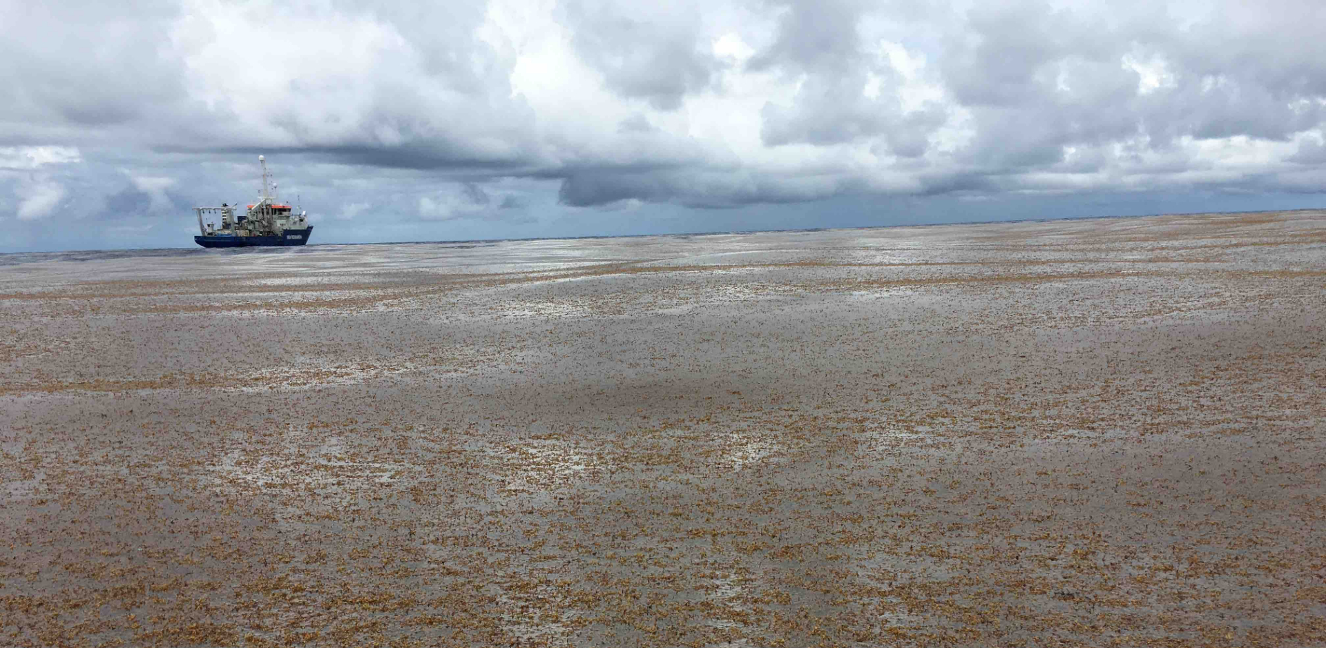 A view of our vessel from inside the "Great Sargassum Belt".  Concentrations of this brown macroalga are so high that they can be detected using satellite images from space.  Photo Credit:  Erik Zettler.    