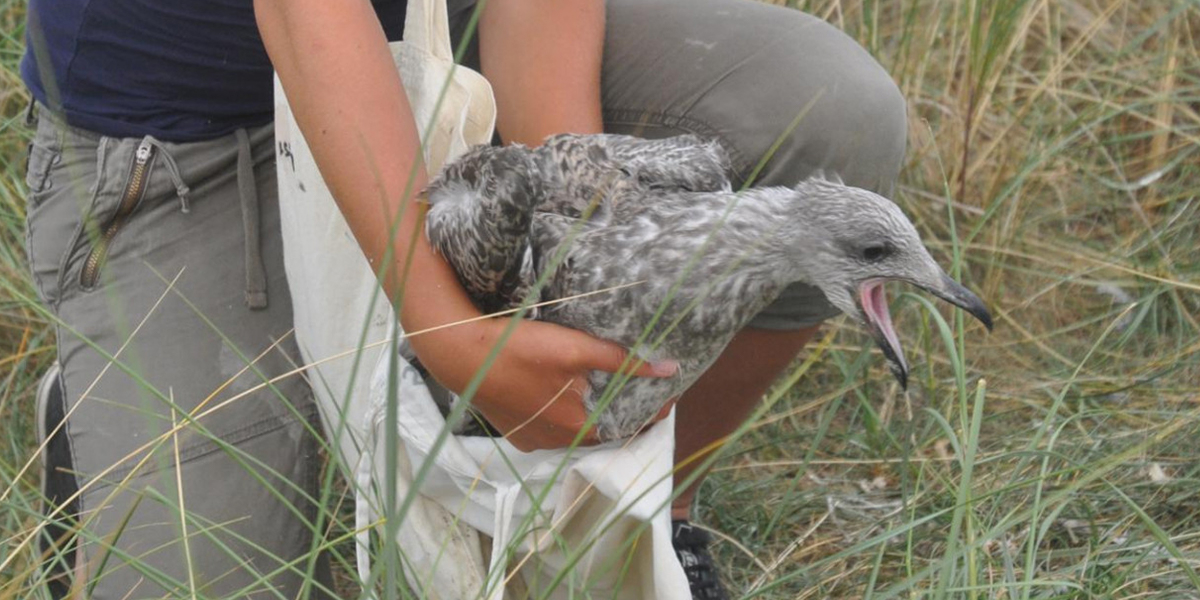 Gulls (Larus species) are an example of such a generalist in which individuals may differ in their choice of food. Photo: 