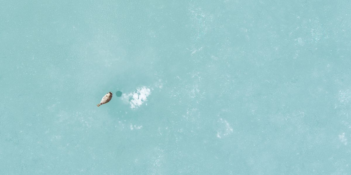 Ringed seal next to its breathing hole on the fast ice of St. Jonsfjorden, Svalbard (Photo Aeria (Eelke Folmer)/NIOZ/WUR)