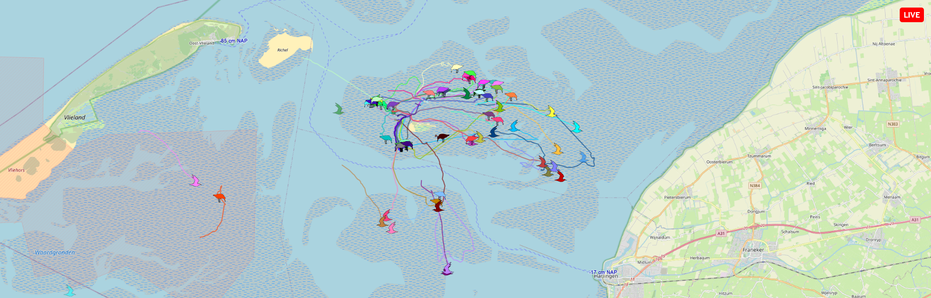 Birds can be followed in high detail in the Dutch Wadden Sea with the WATLAS system. Image: WATLAS, NIOZ.