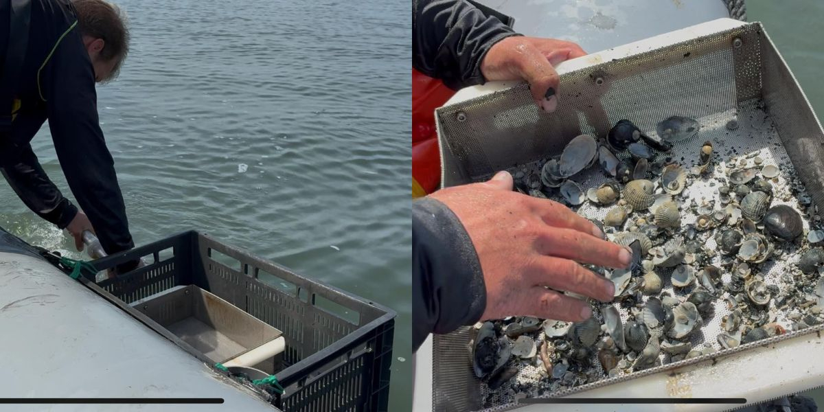 Left: Dennis sifting. Right: Dennis sifts through the sample he has taken, searching for live shells. (Photo: Suzan de Wit) Left: Dennis sifting. Right: Dennis sifts through the sample he has taken, searching for live shells. (Photo: Suzan de Wit)