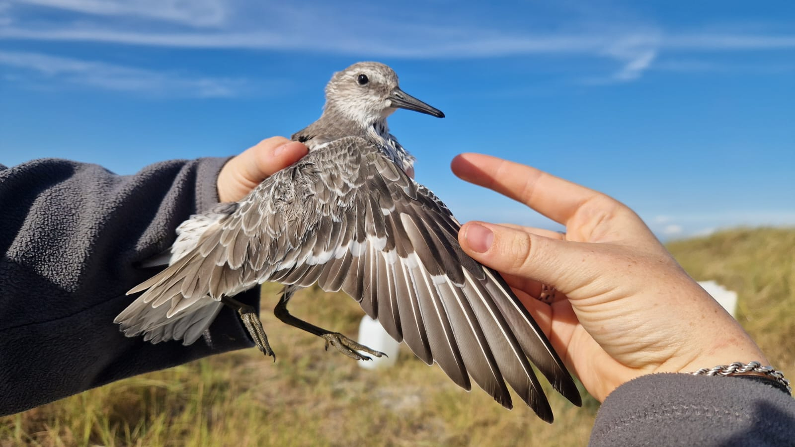 Kanoet (Calidris canutus) (Isla Botting)