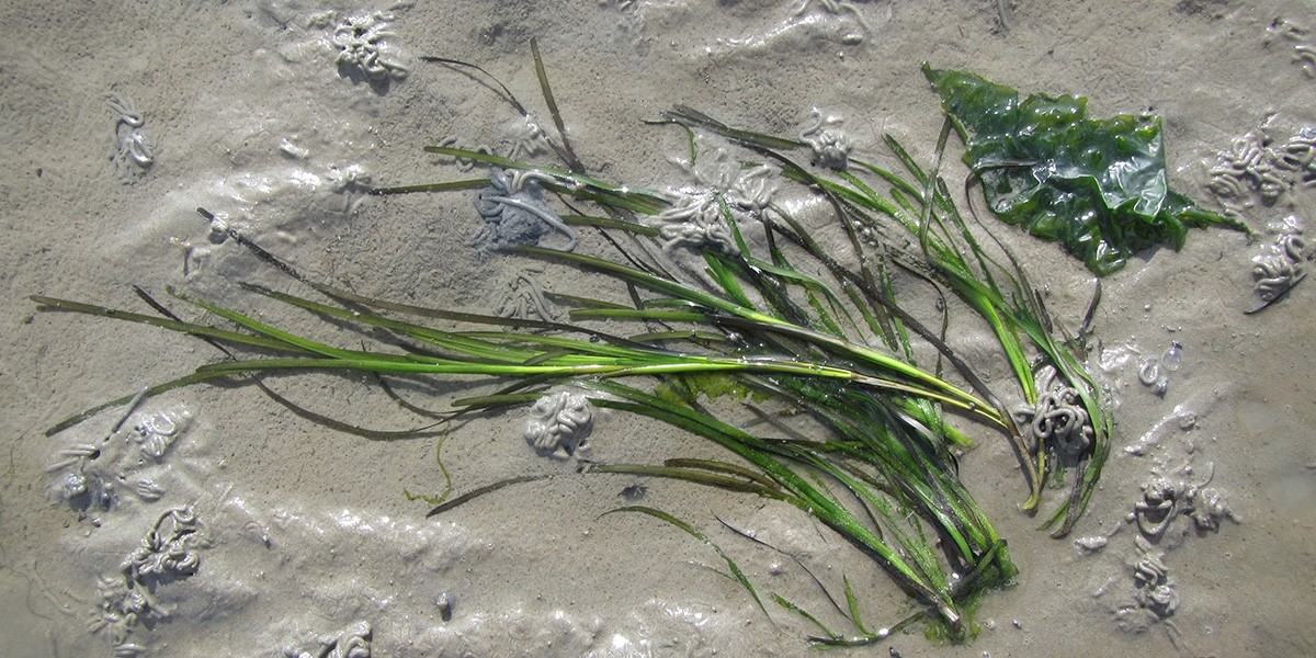 Seagrass felled by Phytophthora infection.