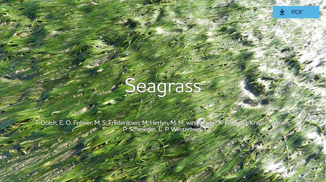 Photo: Tobias Dolch. Seagrass.