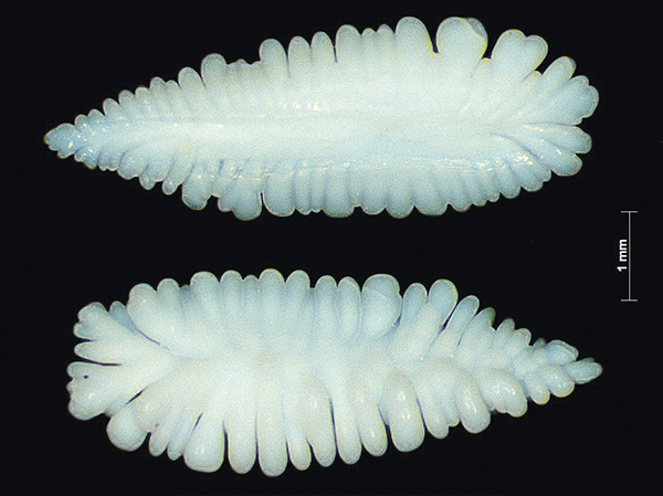 Whiting otoliths, inside view on top, outside view below. Photo: Suse Kühn