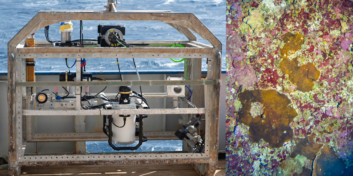 Het camera frame met 3 videocamera’s, 2 spiegelreflex camera’s, 2 sonars, lampen en een onderwater gps (links). Bovenkant van bank vormt een mozaiek van diverse soorten kalkalgen, koralen, sponzen en andere organismen (rechts). Foto's: Erik Meesters
