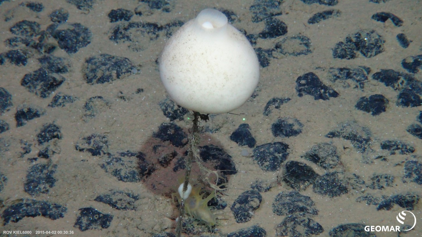 Sponge of the species Hyalonema obtusum in the Clarion-Clipperton Zone. Amphipods and cnidarians grow on the stalk of the sponge, while a sea cucumber sits at its foot.  (© GEOMAR, ROV-Team)