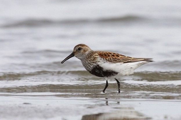 Bonte strandloper. Foto: Max van Waasdijk