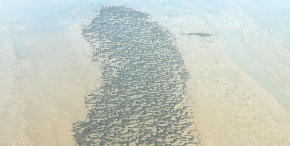 Self-organised patterns in mussel reefs in the Wadden Sea, shaped like ripples on the beach. Coral reefs in the deep sea have the comparable patterns, although they are impossible to photograph due to the darkness in the deep sea. Photo: Norbert Dankers.