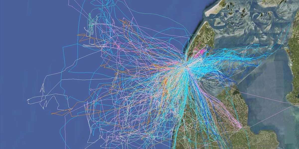 UvA Bird Tracking System.