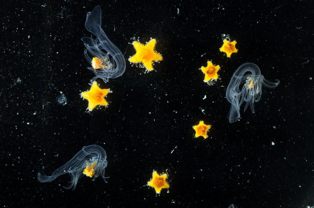 StarfishLarvae_FladenGrounds_LodewijkvanWalraven.jpg