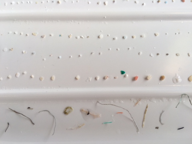 Plastics found in a manta trawl on the South Atlantic subtropical gyre plastics cruise in 2019, under supervision of Linda-Amaral-Zettler. Photo: Ethan Edson.