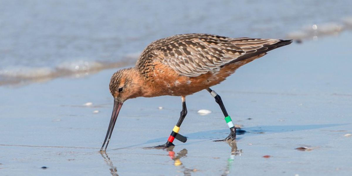 Bar-tailed Godwit with colour-rings. Zuidpier IJmuiden, The Netherlands. Photo: Sjek Venhuis