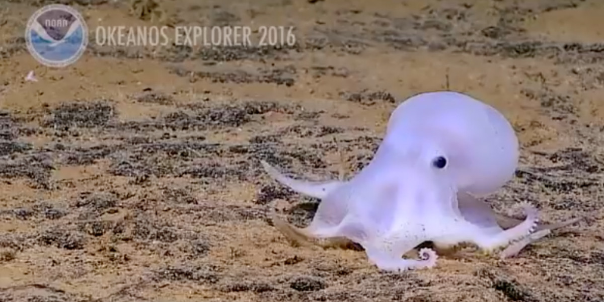 Een pas ontdekte octopus in de diepzee.