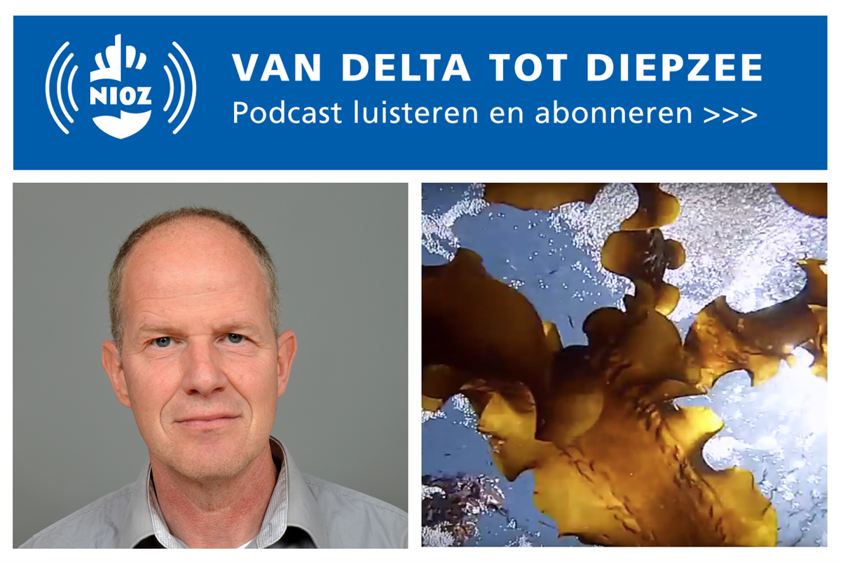 Podcast 4 Zeewier als antwoord van de zee op de problemen op het land met marien bioloog Klaas Timmermans