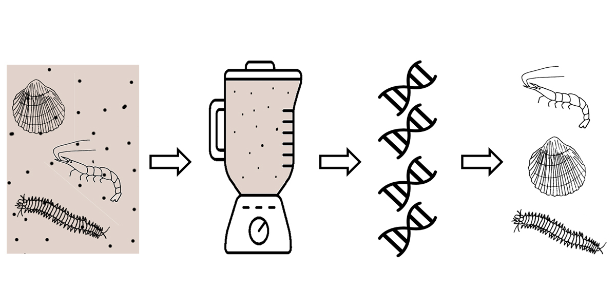 From sediment sample to analysis: a simplified visual representation of the DNA metabarcoding method.