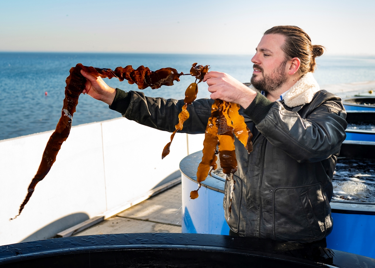 Alxander Ebbing holding brown weed. Photo: Alexander Ebbing/NIOZ