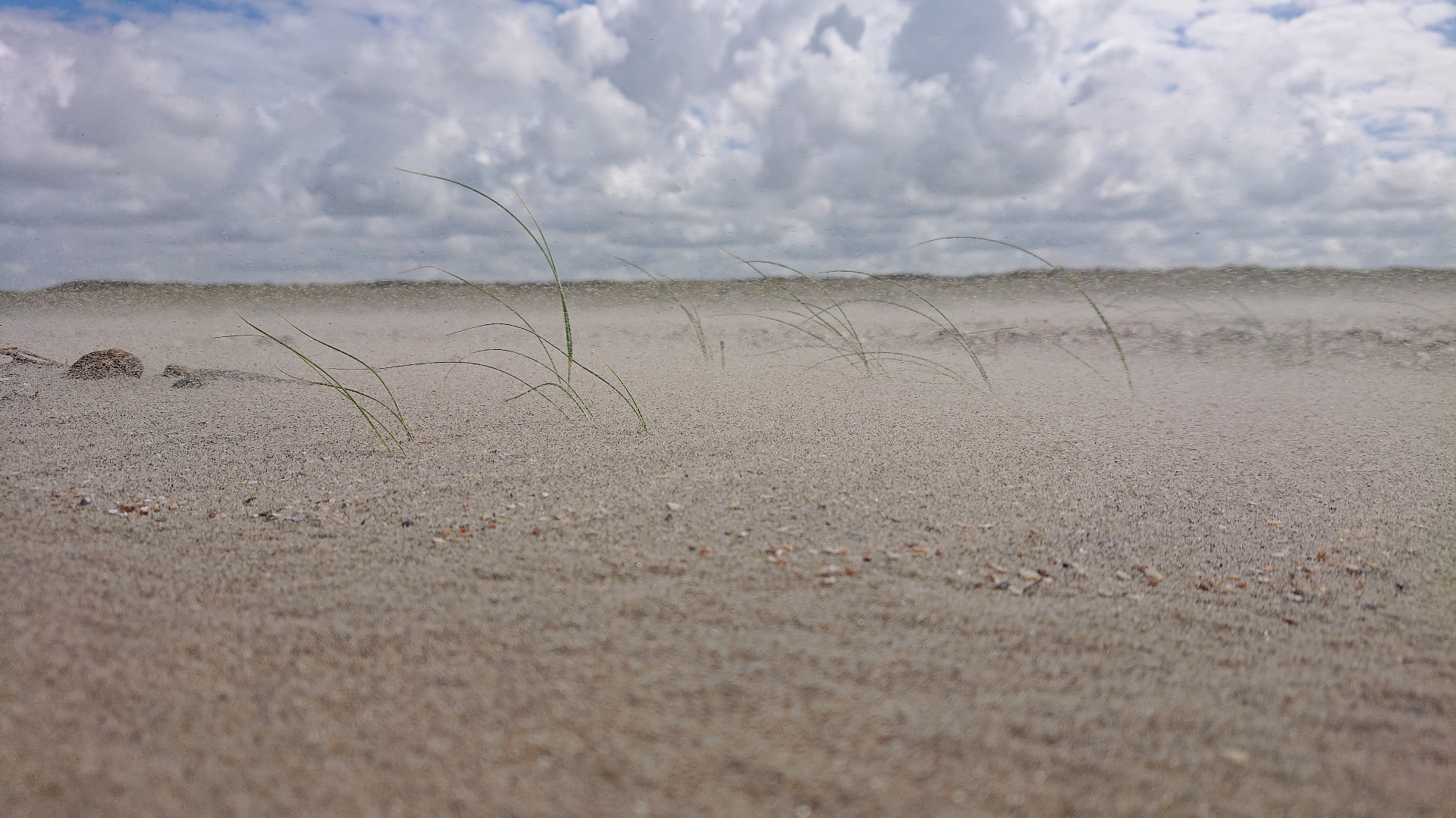 Young marram grass individuals on the beach, Texel. Photo: Carlijn Lammers