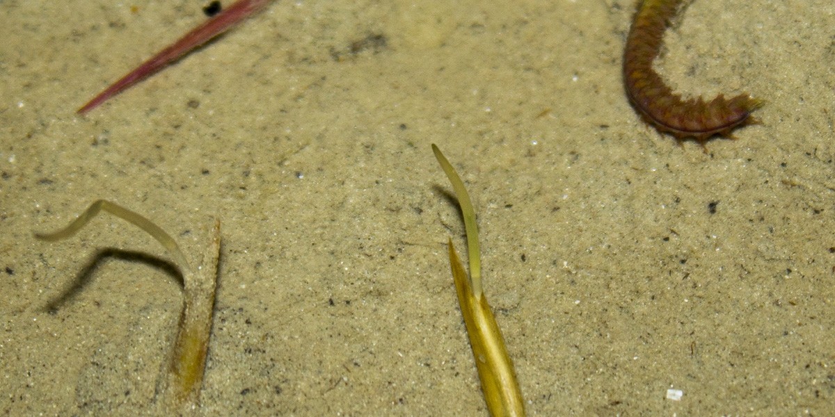 Sprouts of cordgrass