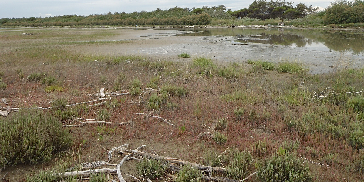 An Adriatic salt marsh in which most Cordgrass is replaced by Pickleweed. Photo Jim van Belzen
