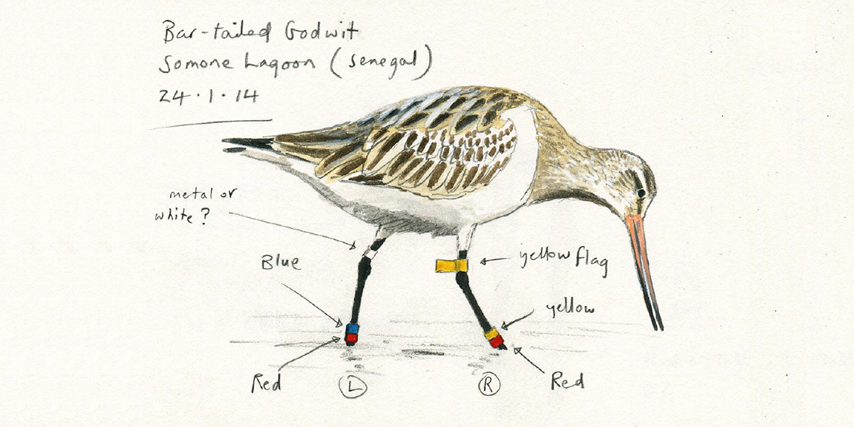 An example of a colour-ringed bar-tailed godwit, Y2BRYR. This bird is observed and drawn in the Samone Lagoon in Senegal on 24 January 2014 by John Wright.